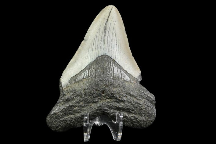 Bargain, Megalodon Tooth - North Carolina #76349